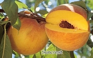 DWN Peach Suncrest 1/2