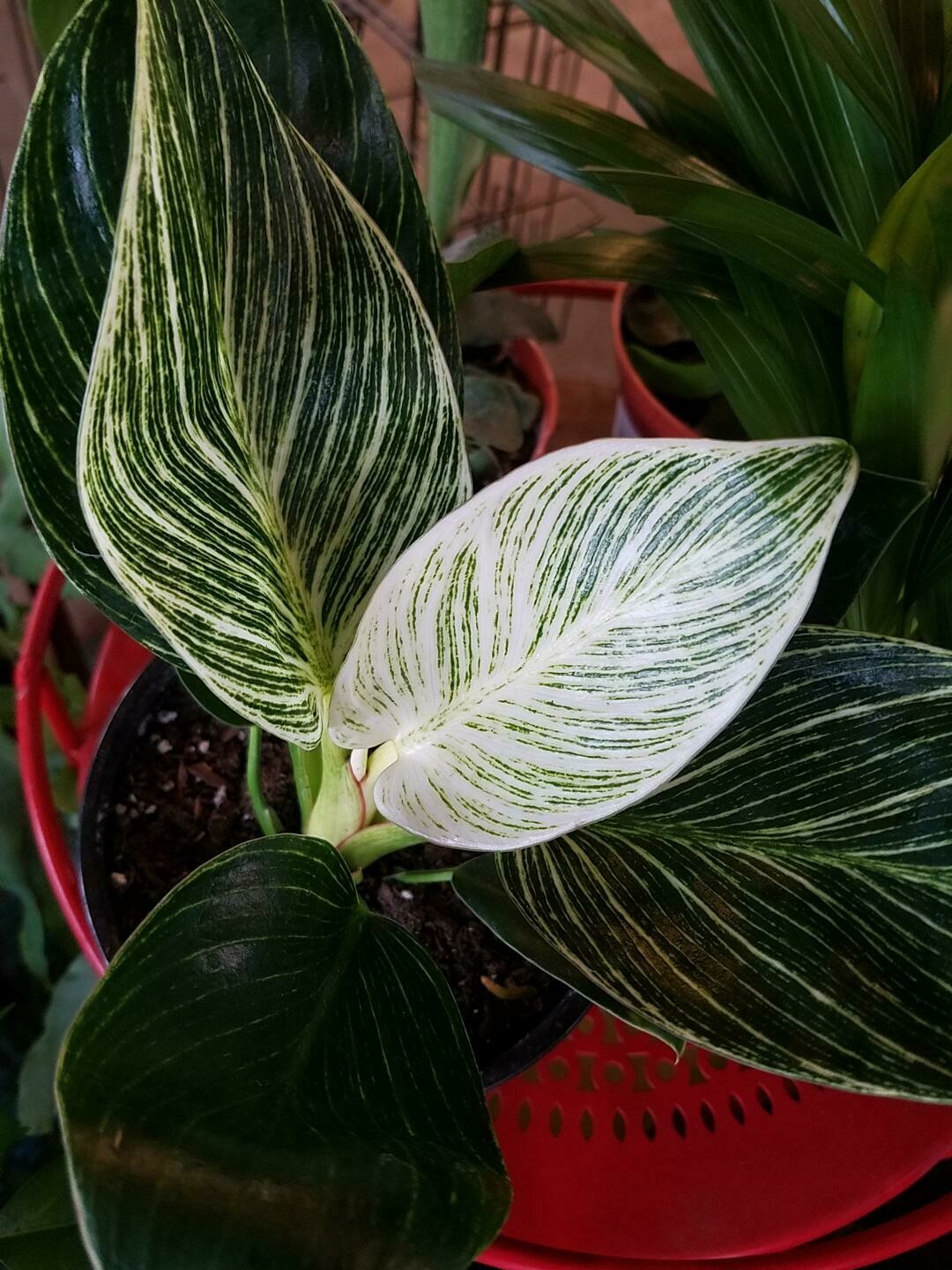 LAT 6" Philodendron Birkin – Store – The Plant Foundry