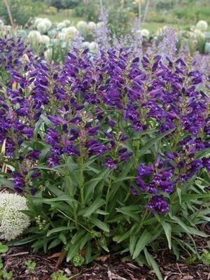 MBN 1Gal Penstemon barbatus 'Rock Candy Blue'