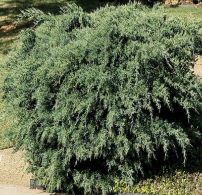 HN 5Gal Juniperus chinensis Armstrongii 