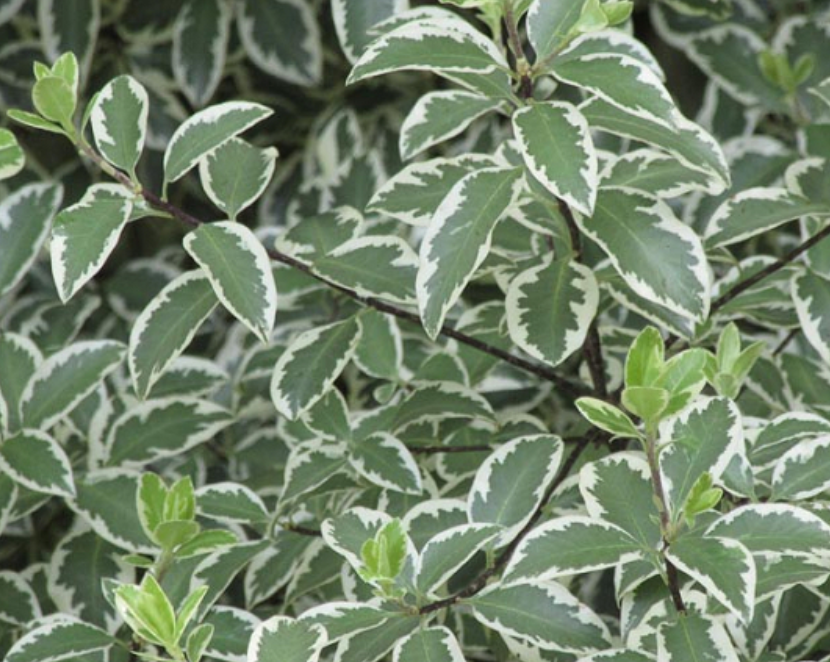 HN 5Gal Pittosporum tenufolium 'Marjorie Channon'