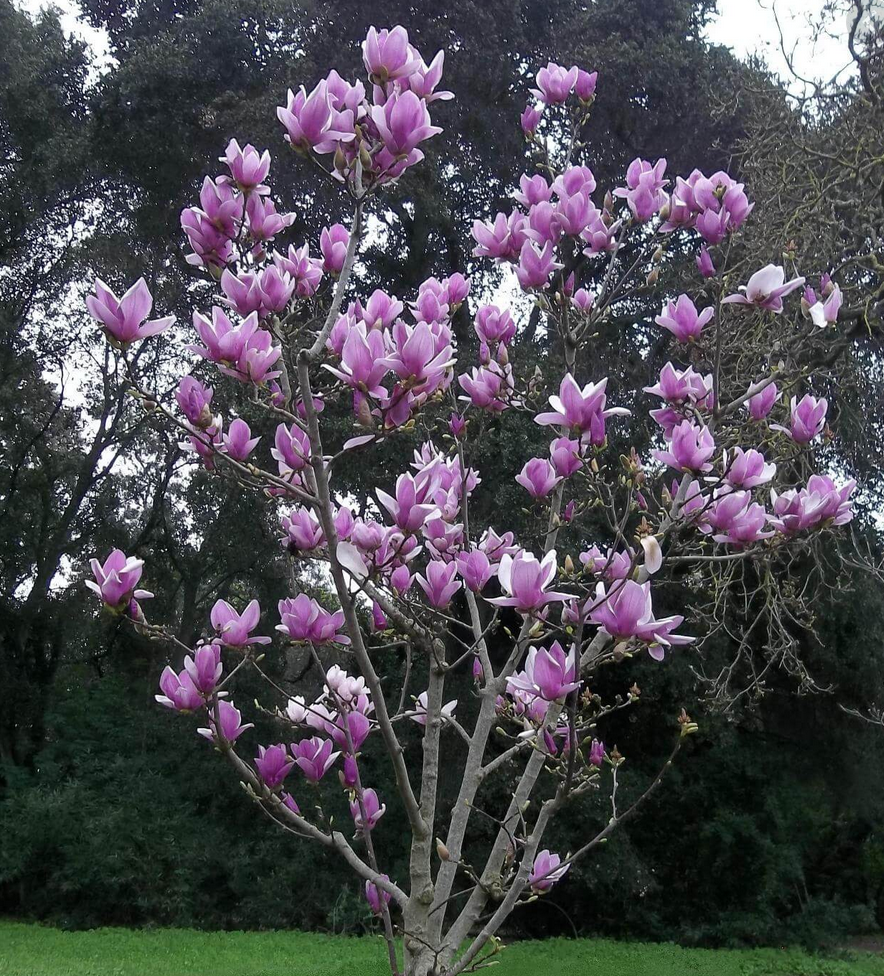 HN 5Gal Magnolia soulangiana 'Alexandrina' Multi