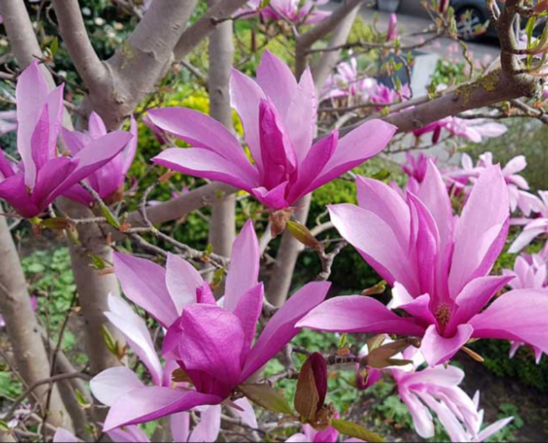 HN 5Gal Magnolia 'Susan'