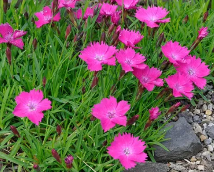 HN 1Gal Dianthus 'Sunflor Kahori'