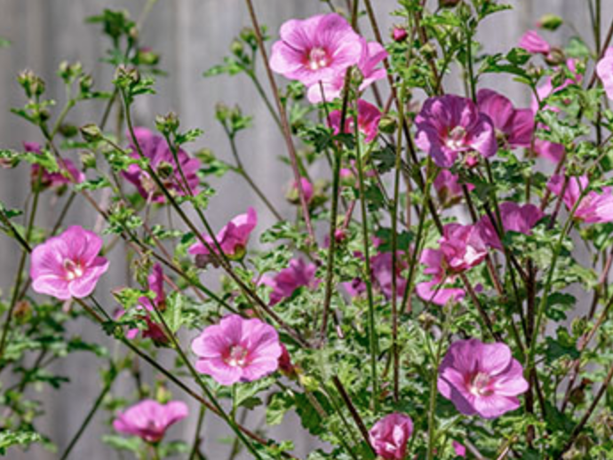 Griggs 5Gal Anisodontea 'New Princess' 17152