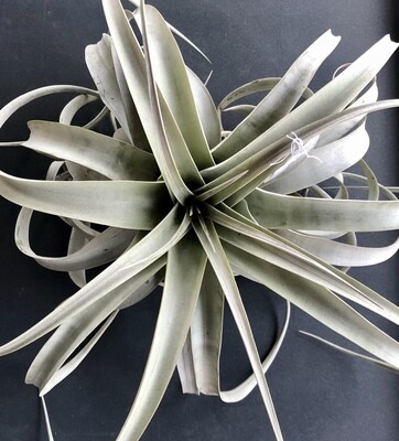 Large Xerographica Air Plants
