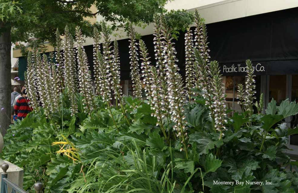MBN 1Gal Acanthus mollis ‘Oak Leaf’ – Store – The Plant Foundry