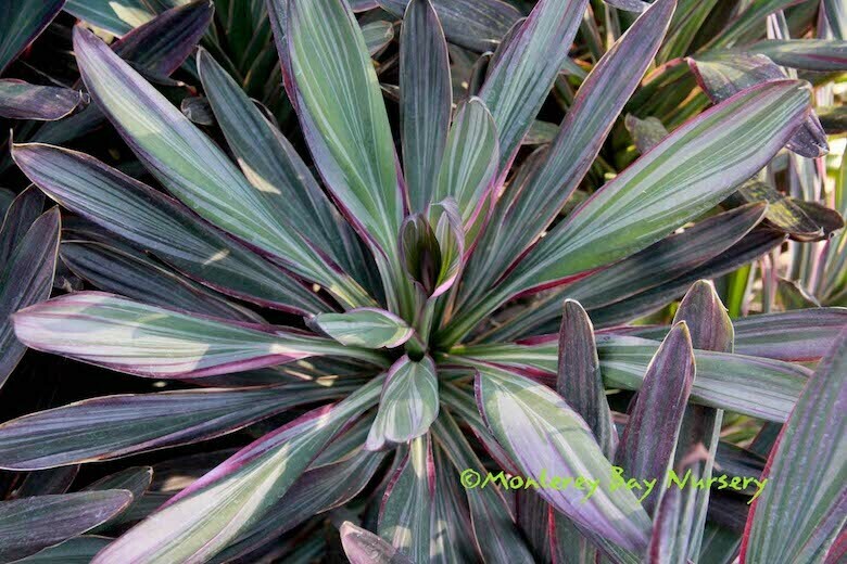 MBN 1Gal Cordyline sellowiana ???Pink Joy??? Store The Plant Foundry