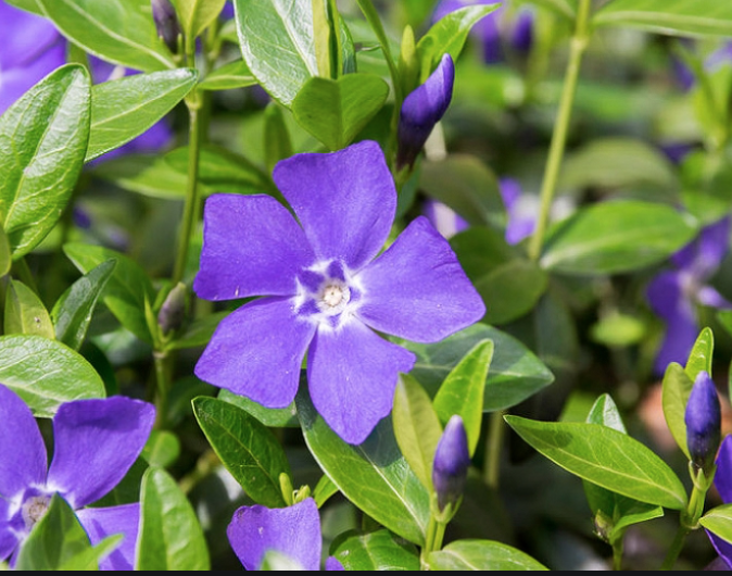 HN 1Gal Vinca minor 'Bowles'