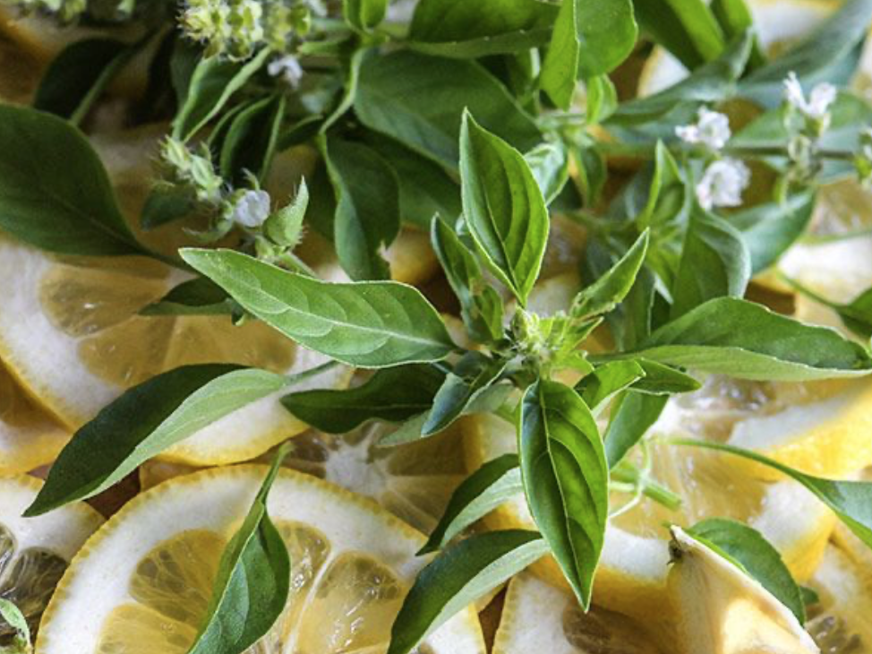 Baker Creek Basil Lemon Store The Plant Foundry