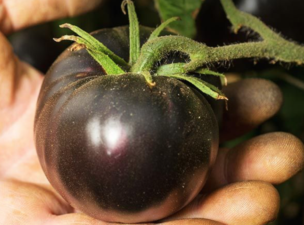 Baker Creek Tomato Black Beauty TX125