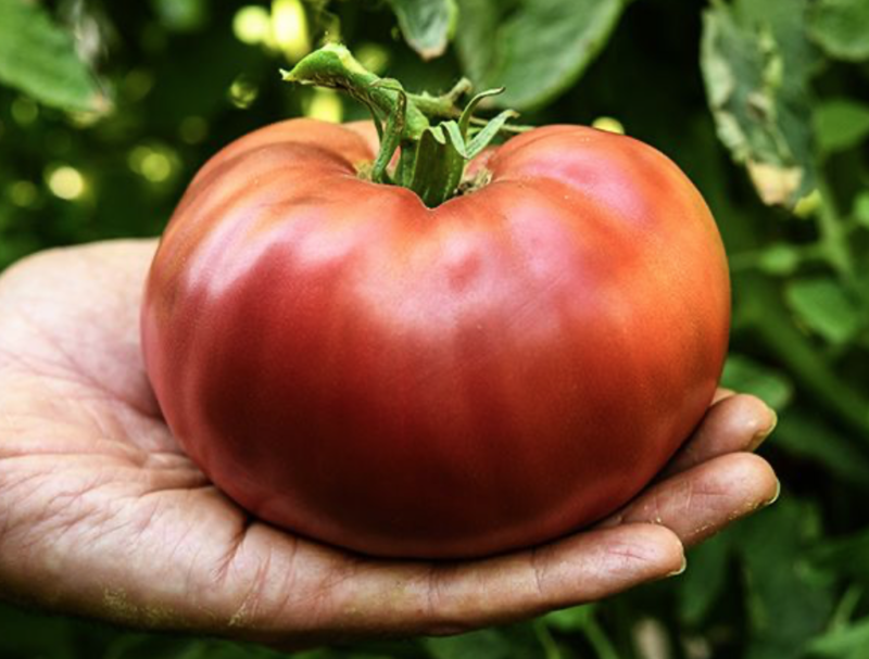 Baker Creek Tomato Carbon TP112