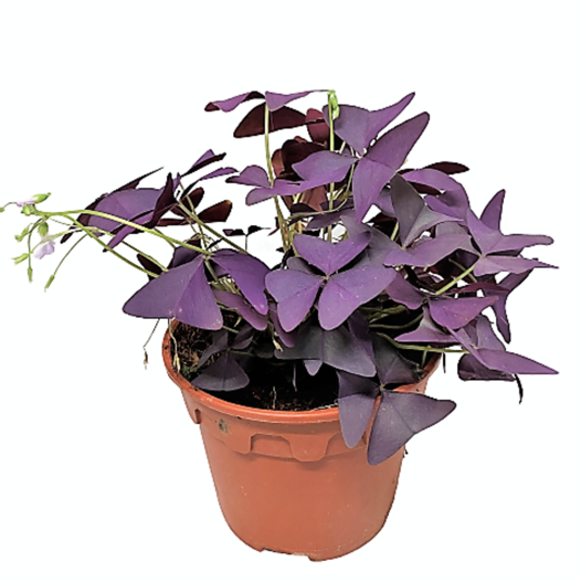 LAT 2" Oxalis Purple