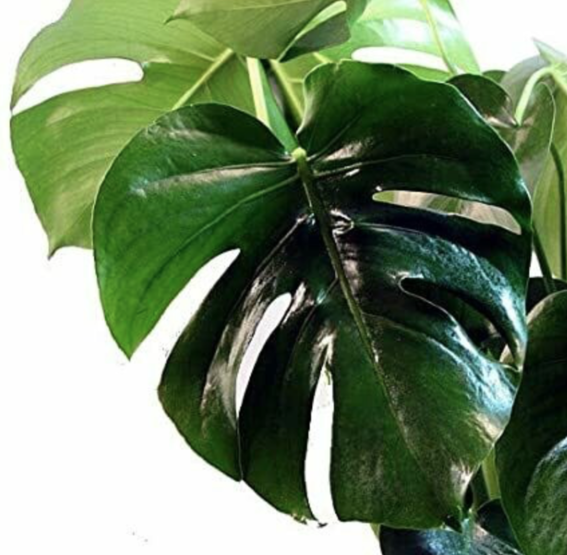 PG 6" Premium Philodendron Monstera