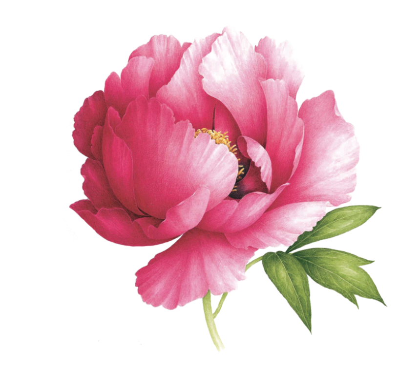 Tattly Pink Peony Scented 0667