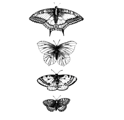 Tattly Butterflies (0736-06)