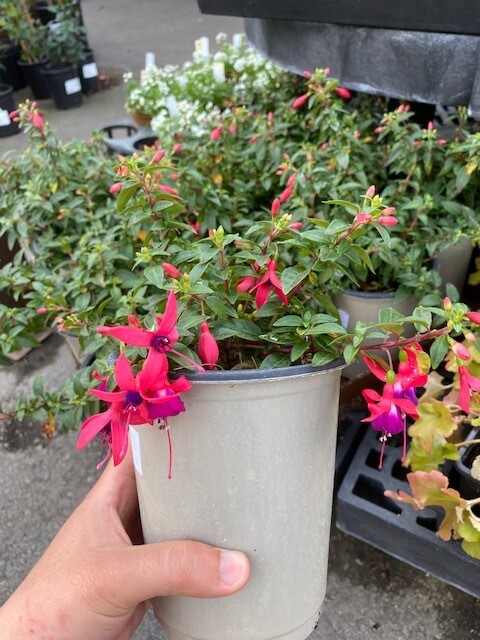 PG QT Fuchsia Asst 00161-3