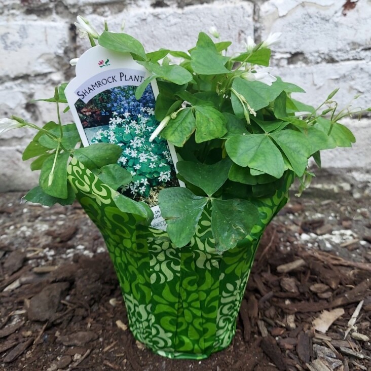 PG 4" Shamrock Green