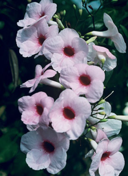 Griggs 1Gal Pandorea jasminoides 'Rosea Superba' 8729