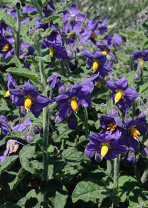 Suncrest 5Gal Solanum xanti 'Mountain Pride'