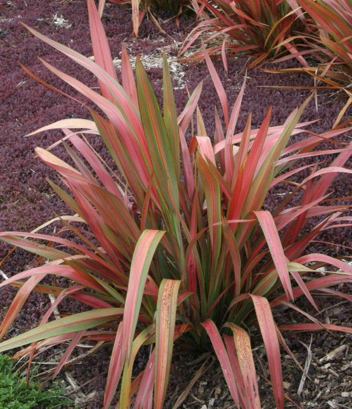 HN 3Gal Phormium 'Jester'