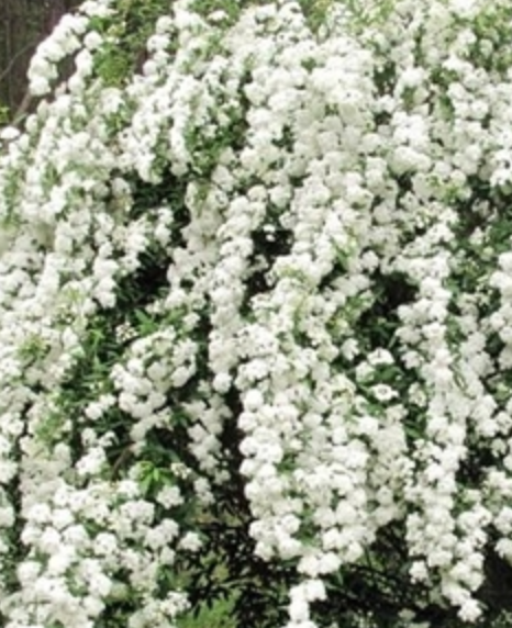 HN 5Gal Spiraea reevesiana