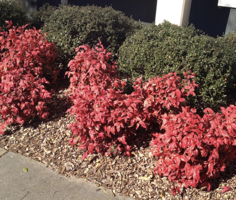 HN 5Gal Nandina domestica nana 'Firepower'