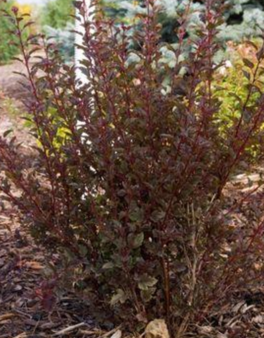 HN 3Gal Physocarpus FE 'Little Devil'