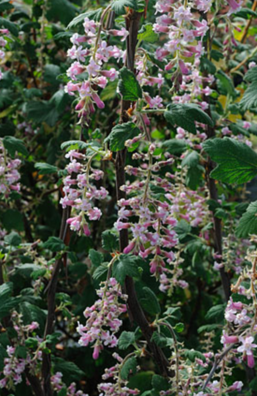 Griggs 1Gal Ribes malvaceum 'Dancing Tassels' 10048