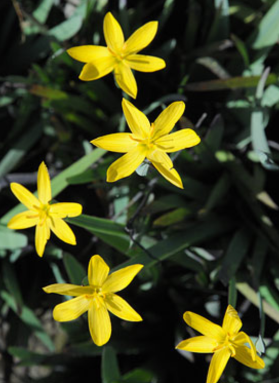 Griggs 1Gal Sisyrinchium californicum 11405