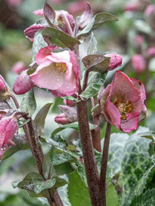Griggs 1Gal Helleborus Dorothy's Dawn 12769