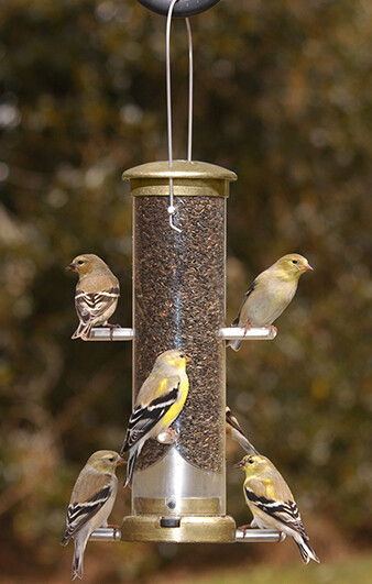 Zbird Aspects QC Thistle Tube Feeder Antique Brass Sm (401)