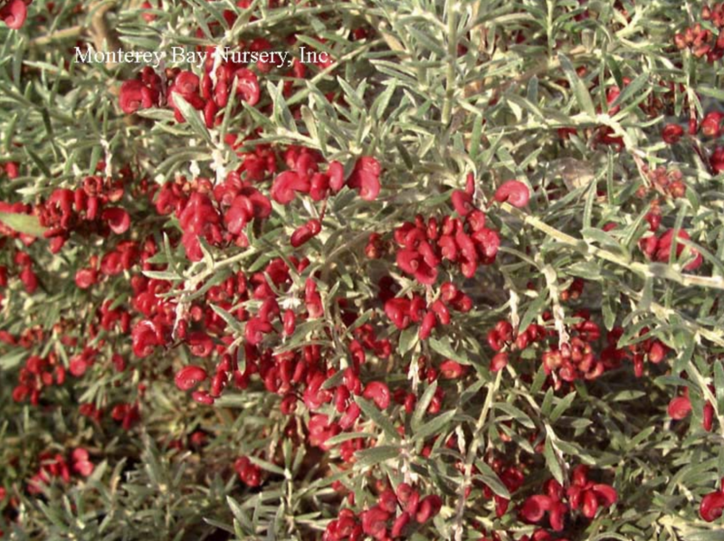 MBN 1Gal Grevillea lavandulacea 'Penola' 02619
