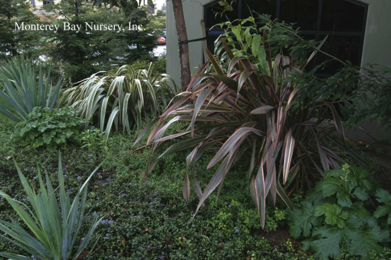 MBN 5Gal Phormium 'Sundowner'
