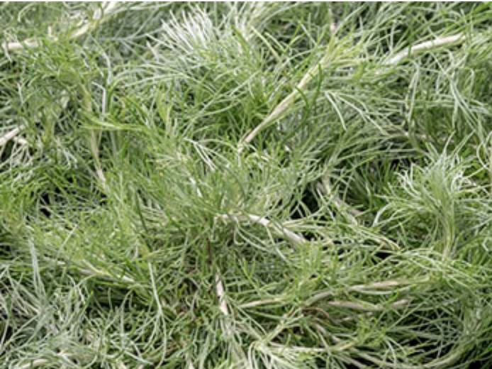 Griggs 1Gal Artemisia californica 'Canyon Grey' 1553