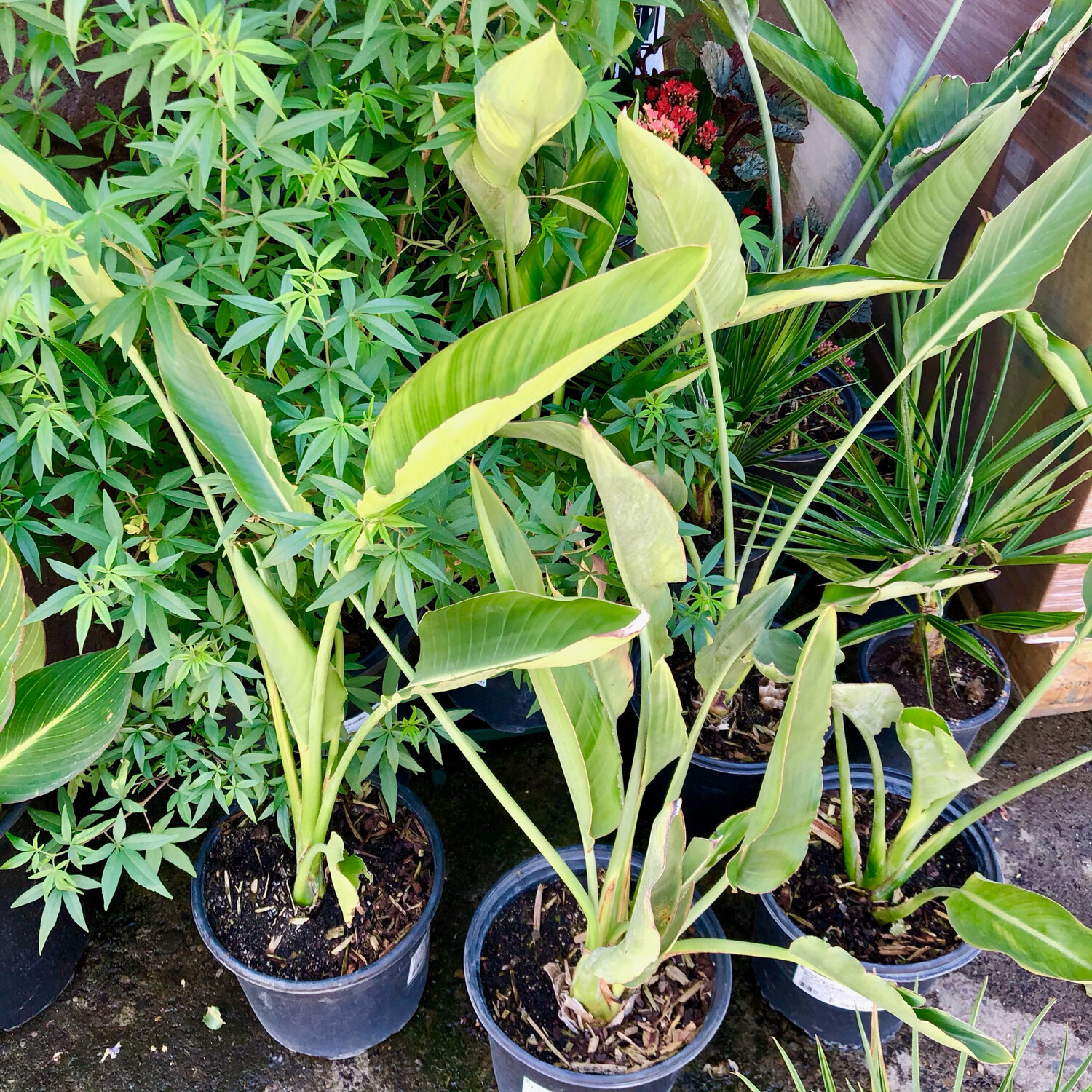 HN 2Gal Strelitzia reginae