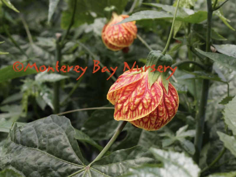 MBN 1Gal Abutilon 'Tiger Eye' 12263