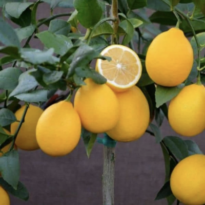 FW 5Gal Lemon Semi Dwarf Improved Meyer