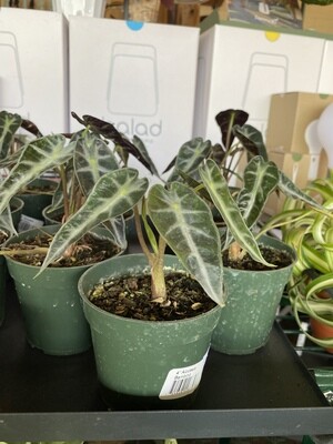 PG 4" Alocasia Amazonica 00879-7