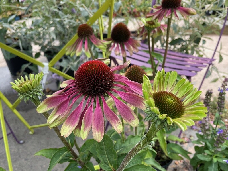 Griggs 1Gal Echinacea purpurea 'Green Twister' 16324