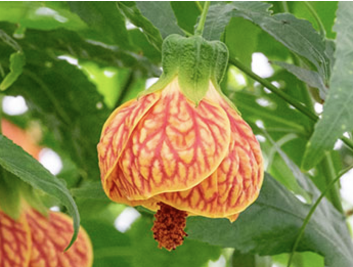 Griggs 5Gal Abutilon 'Tiger Eye' - staked 386