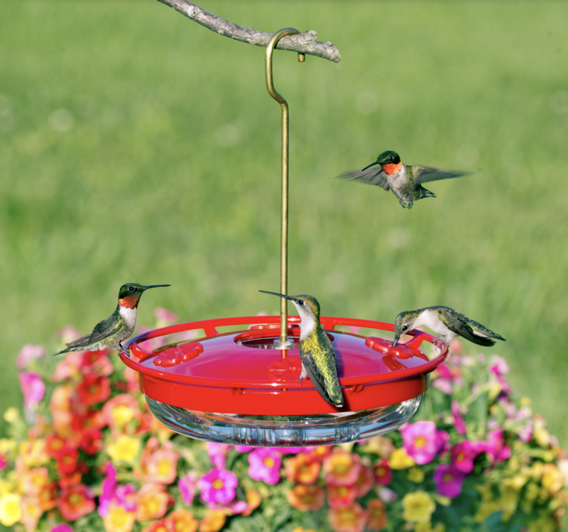 Zbird Aspects HummZinger Highview 12oz (429)