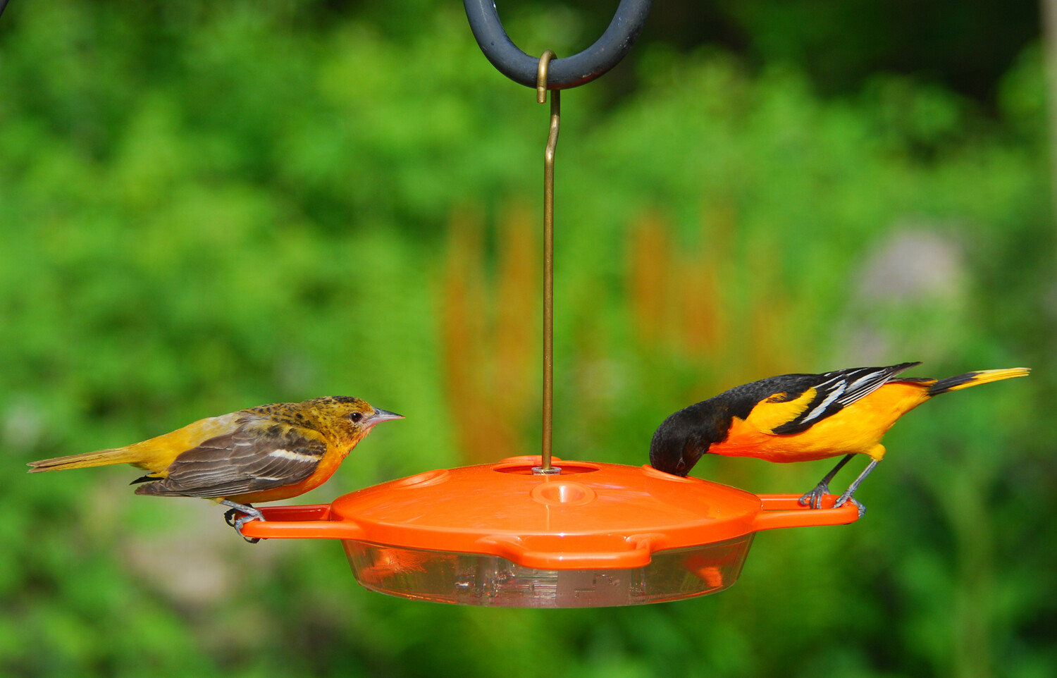 Zbirds Aspects Oriole Feeder (361)