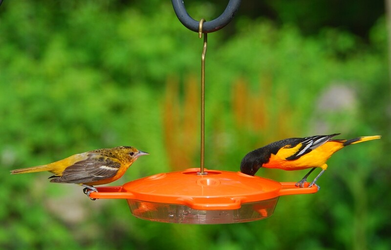 Zbirds Aspects Oriole Feeder (361)