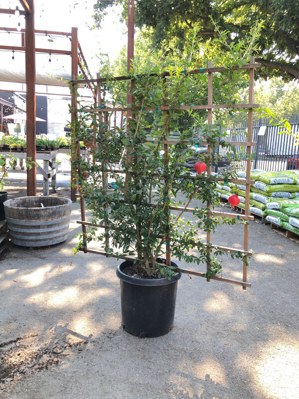HN 10Gal Punica granatum 'Foothill Early' Espalier