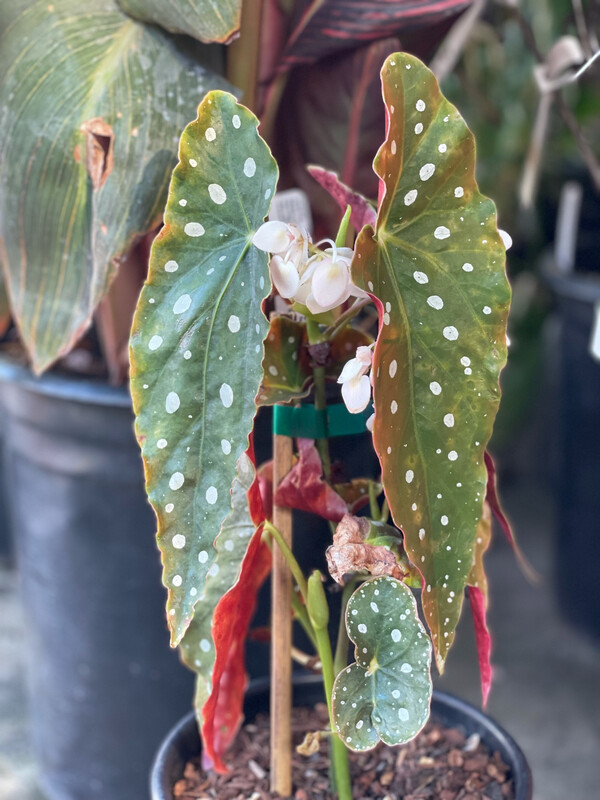 MBN 1Gal Begonia maculata 'Wrightii' stk. 13448