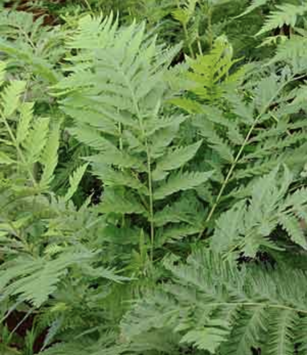 Griggs 1Gal Woodwardia fimbriata 12398