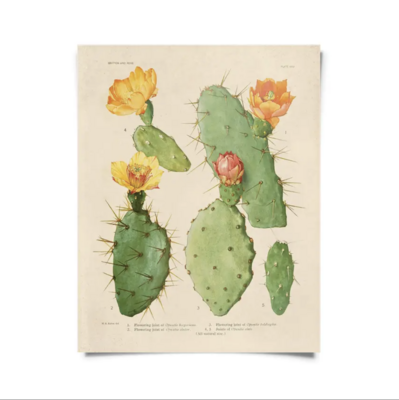 CP Vintage Botanical Cactus 26 Print