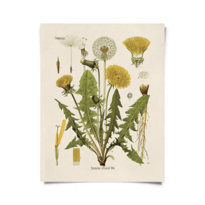 CP Vintage Botanical Dandelion Flower Print 