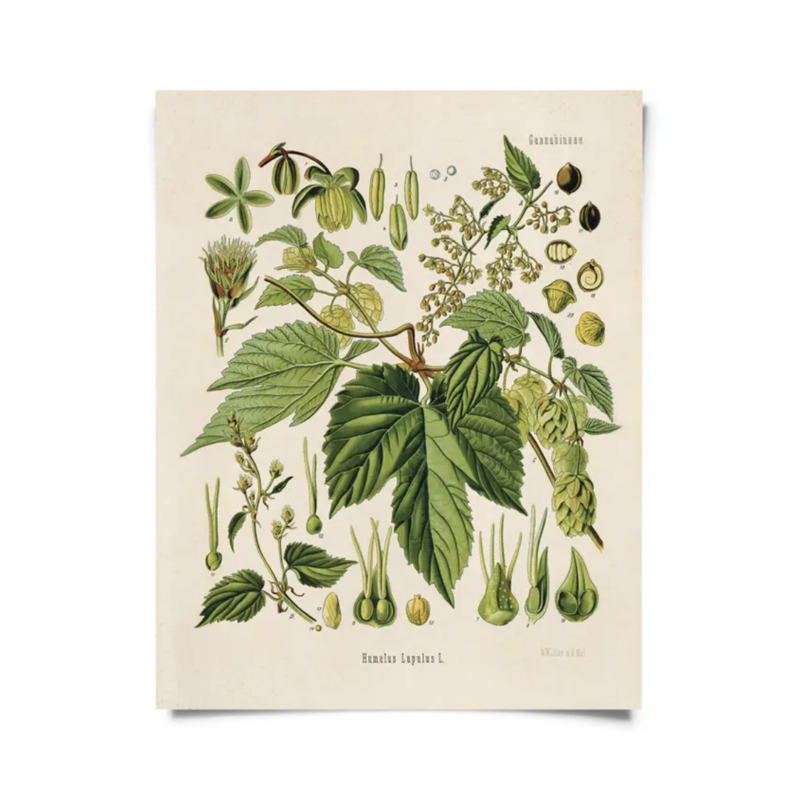 CP Vintage Botanical Beer Hop Flower Print B001